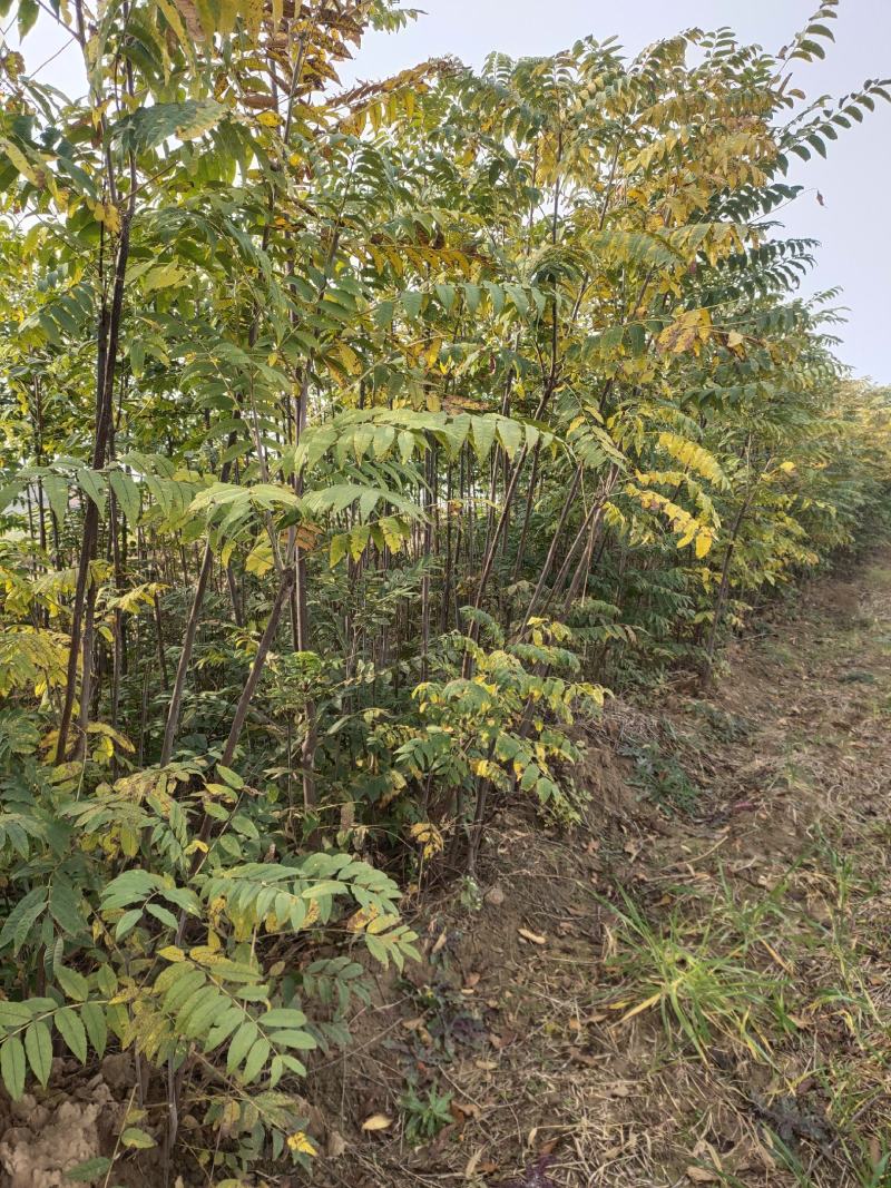 香椿树红油香椿树包邮
