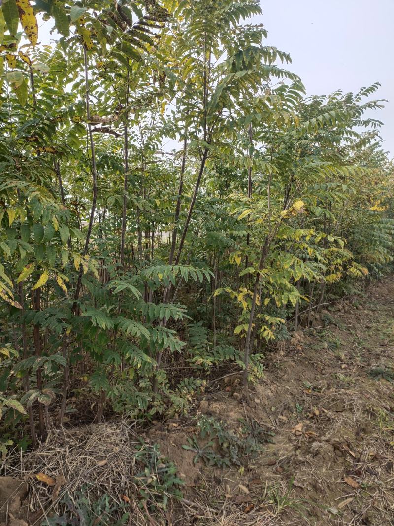 香椿树红油香椿树包邮