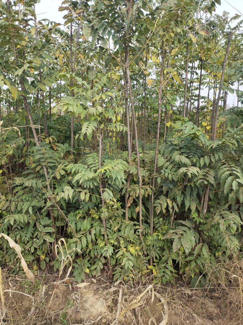 香椿树红油香椿树包邮