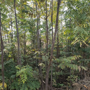 香椿树红油香椿树包邮