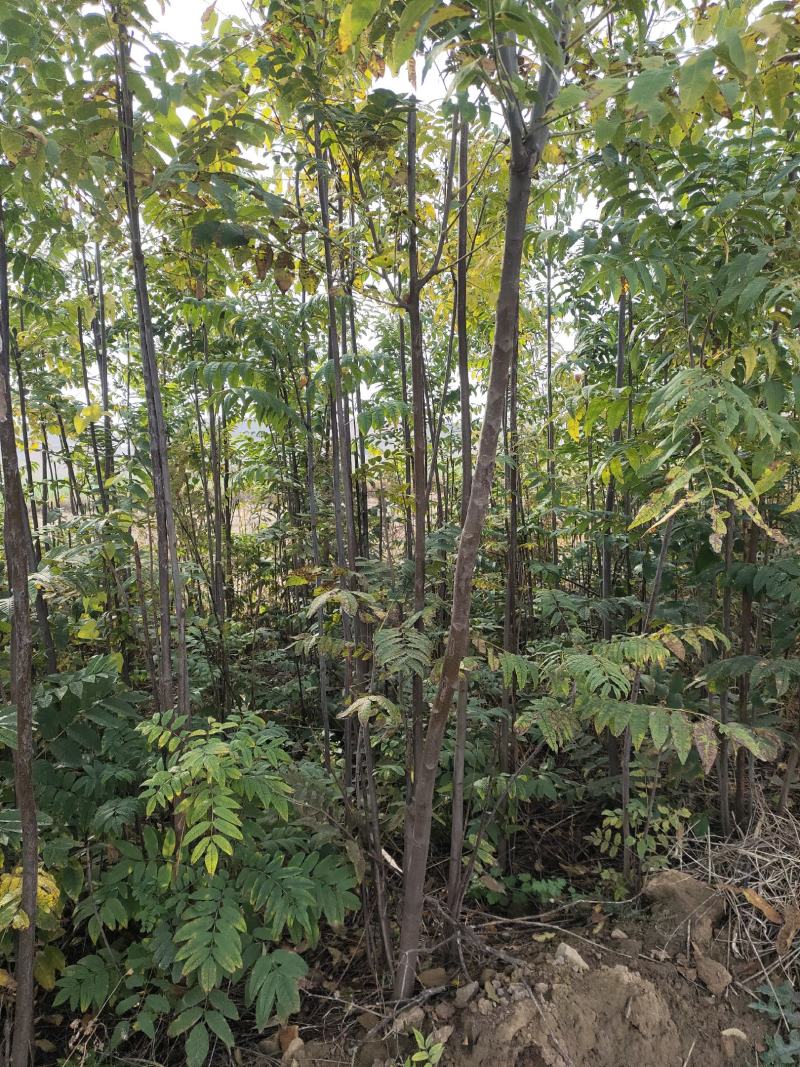 香椿树红油香椿树包邮