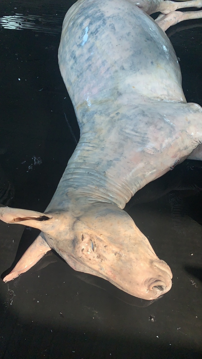 【新鲜驴头】带皮驴头不带皮驴头熟驴头驴肉