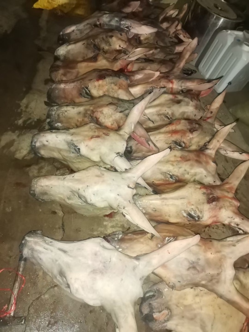 【新鲜驴头】带皮驴头不带皮驴头熟驴头驴肉