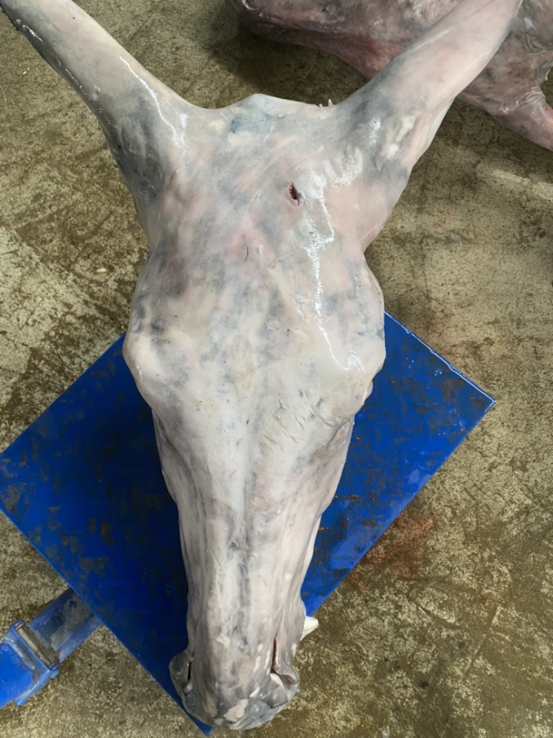 【新鲜驴头】带皮驴头不带皮驴头熟驴头驴肉
