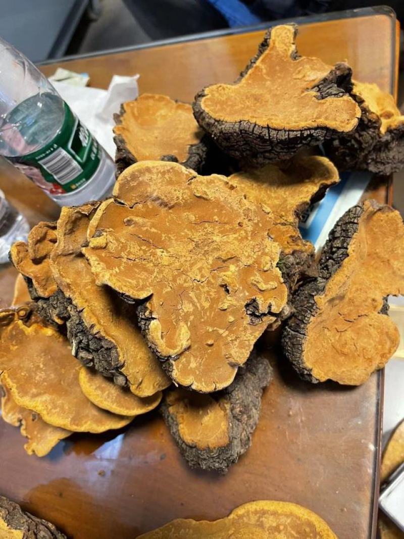 西藏金边桑树桑黄灵芝50克以上30年+500克1斤起发
