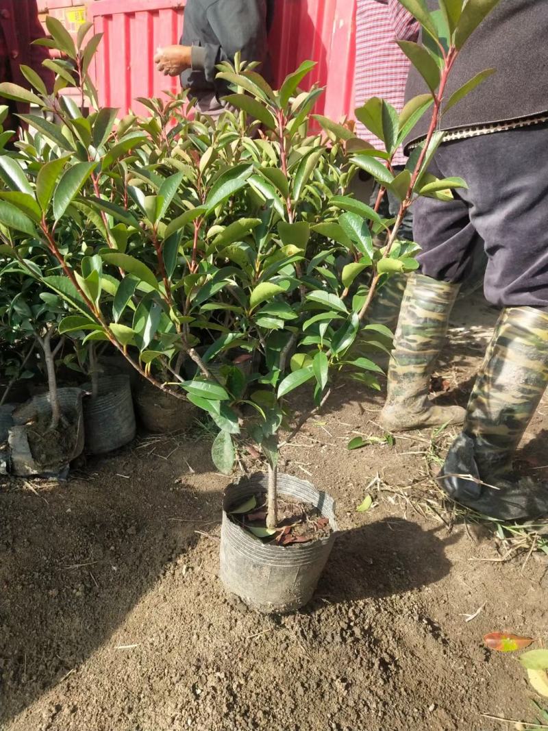 红叶石楠大杯苗，大中桶。基地大量供应中江苏宿迁沭阳县基地