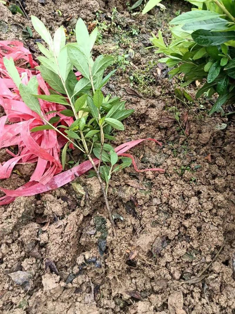 毛杜鹃精品地苗，基地直供，规格齐全。