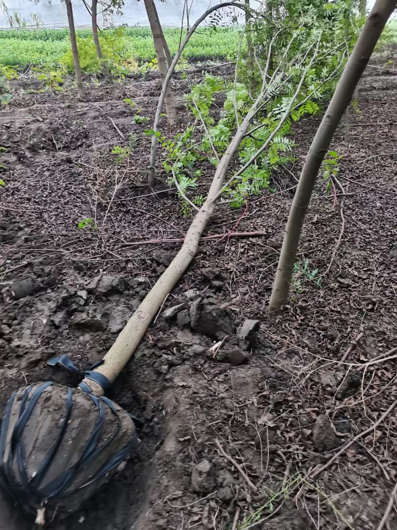 枫杨基地大量供应中，江苏宿迁沭阳县基地直销无中间商。