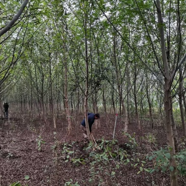 枫杨基地大量供应中，江苏宿迁沭阳县基地直销无中间商。