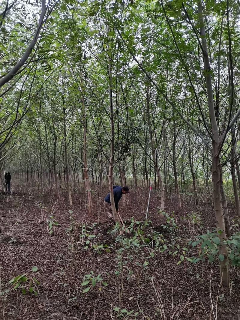 枫杨基地大量供应中，江苏宿迁沭阳县基地直销无中间商。