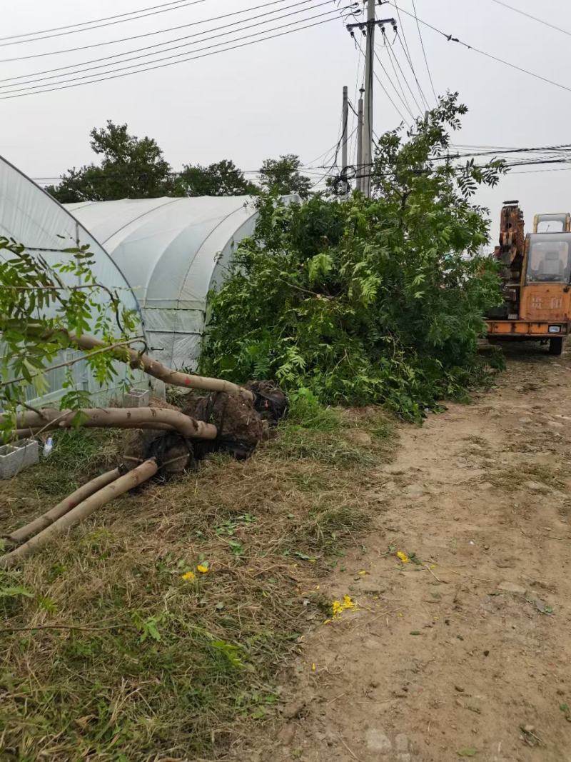 枫杨基地大量供应中，江苏宿迁沭阳县基地直销无中间商。