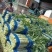 新鲜莴笋大量上市中，有需要随时联系我，一斤半左右