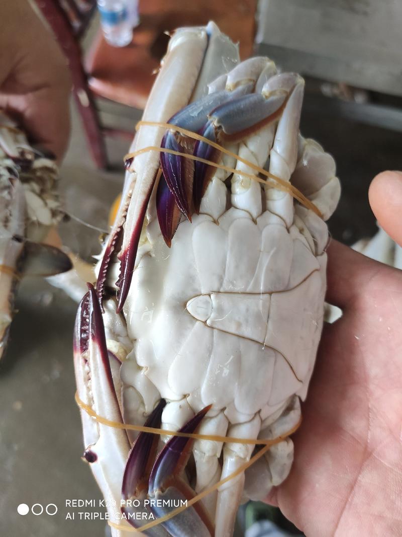舟山东海冷冻梭子蟹网扎蟹，净重16斤一箱
