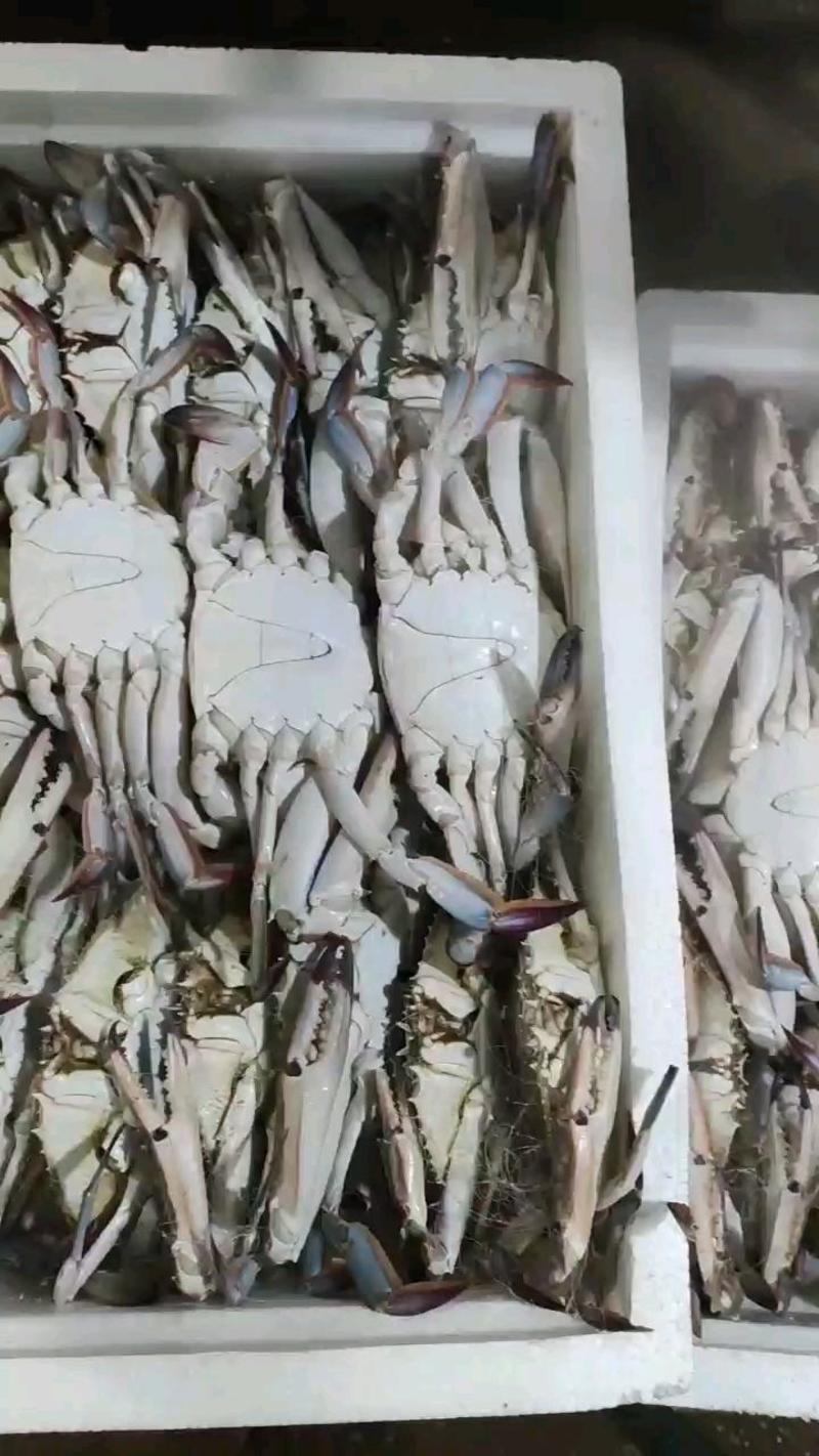 舟山东海冷冻梭子蟹网扎蟹，净重16斤一箱
