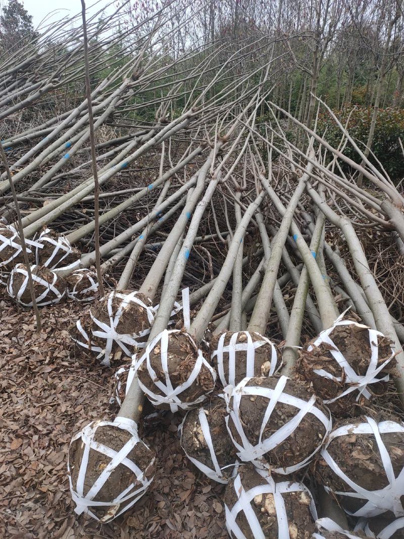 栾树基地大量供应中，江苏宿迁沭阳县基地直销无中间商.