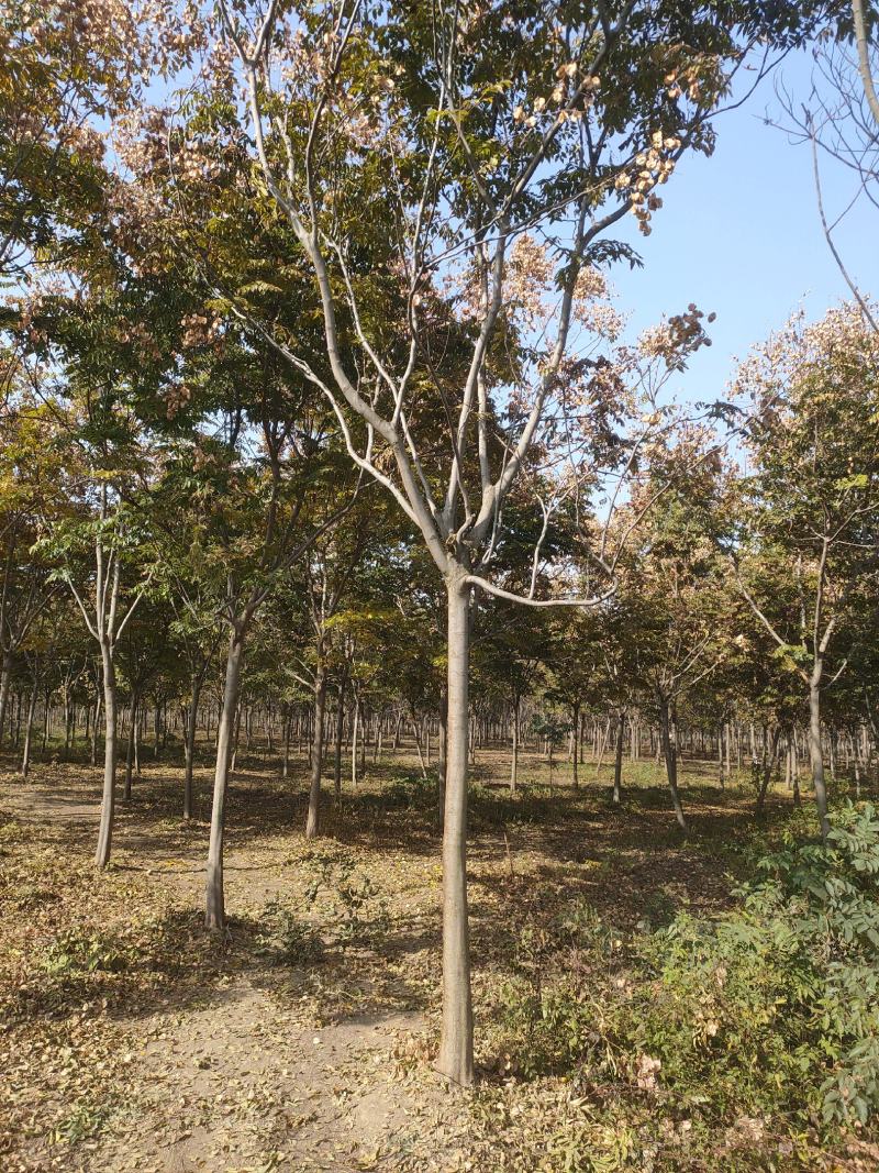 栾树基地大量供应中，江苏宿迁沭阳县基地直销无中间商.