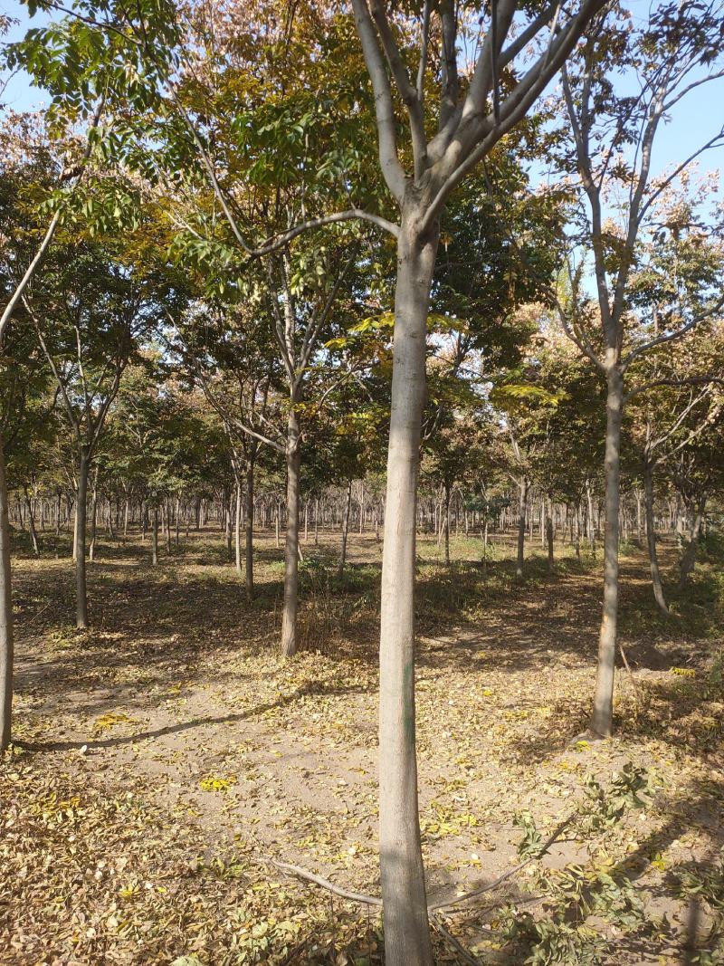 栾树基地大量供应中，江苏宿迁沭阳县基地直销无中间商.