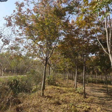 栾树基地大量供应中，江苏宿迁沭阳县基地直销无中间商.