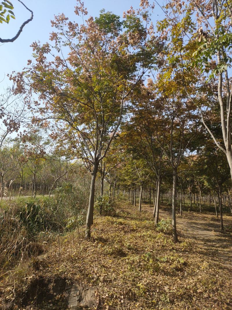 栾树基地大量供应中，江苏宿迁沭阳县基地直销无中间商.