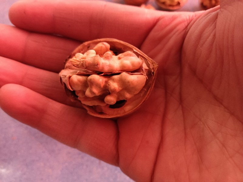 70吨新疆185纸皮核桃今年的