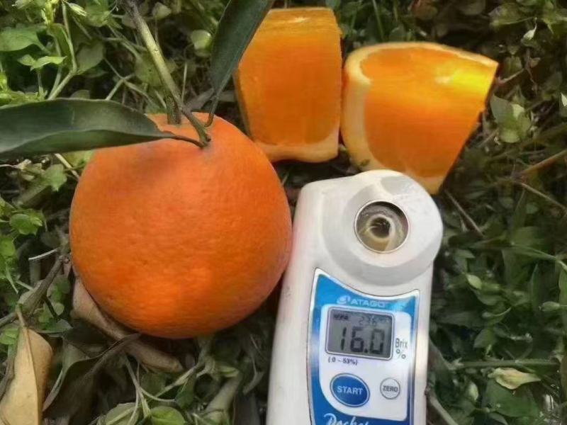 2纽荷尔脐橙果皮红色皮薄汁多口感纯甜入口化渣