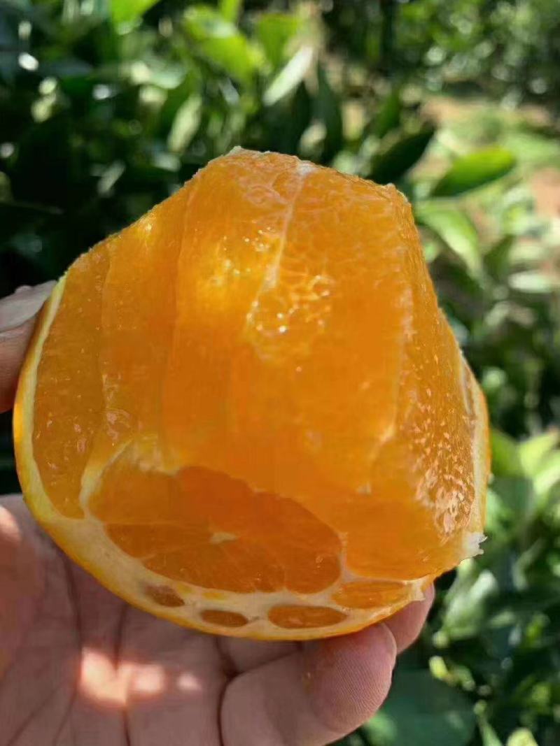 2纽荷尔脐橙果皮红色皮薄汁多口感纯甜入口化渣