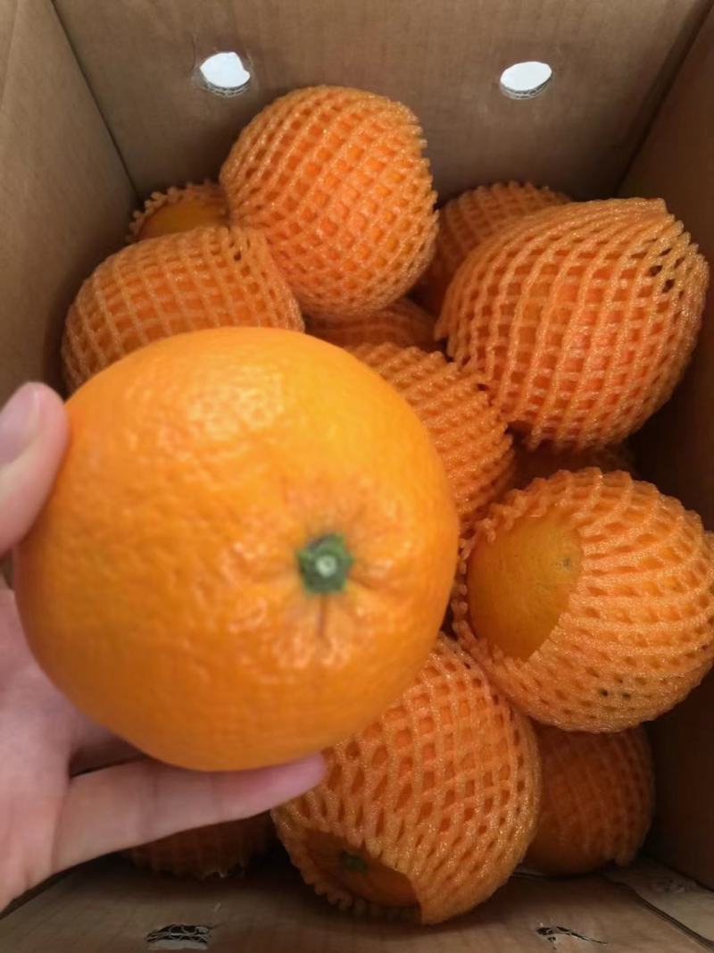 2纽荷尔脐橙果皮红色皮薄汁多口感纯甜入口化渣