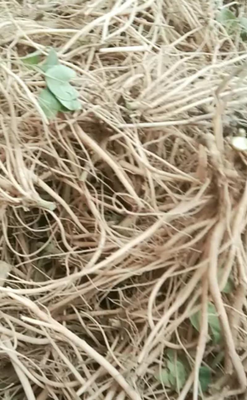 土牛膝