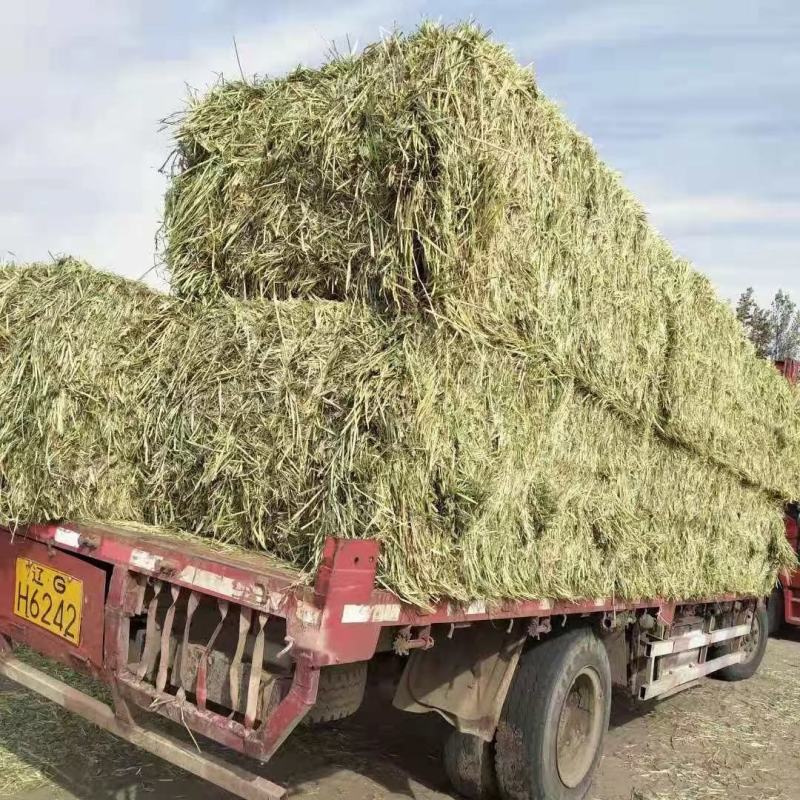 燕麦草小捆甘肃产地直销燕麦草颜色绿水分低价格便宜