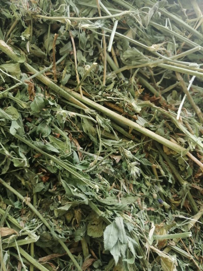 甘肃玉门头茬大捆苜蓿草产地直销国产优质苜蓿草大捆