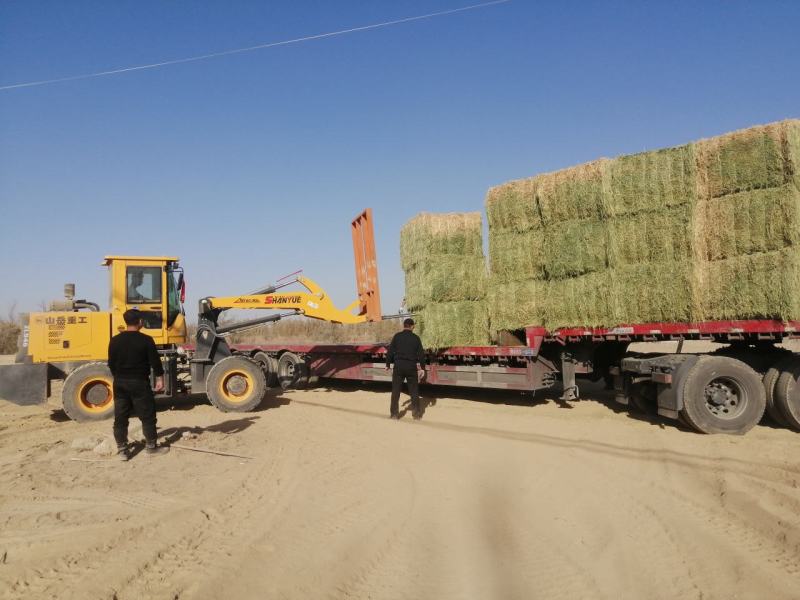 甘肃玉门头茬大捆苜蓿草产地直销国产优质苜蓿草大捆