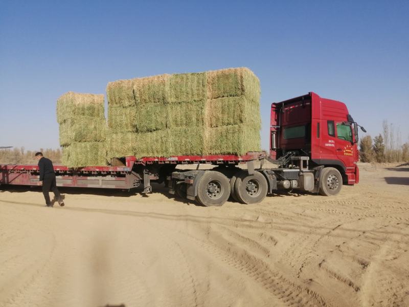 甘肃玉门头茬大捆苜蓿草产地直销国产优质苜蓿草大捆