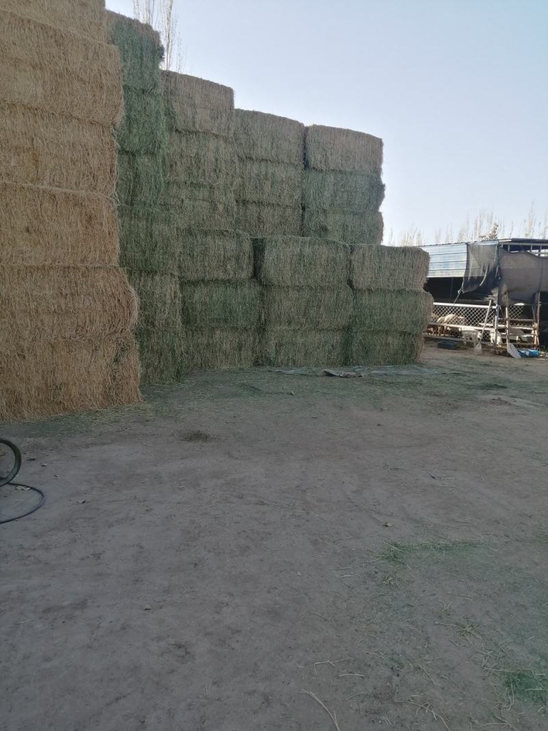 甘肃玉门头茬大捆苜蓿草产地直销国产优质苜蓿草大捆