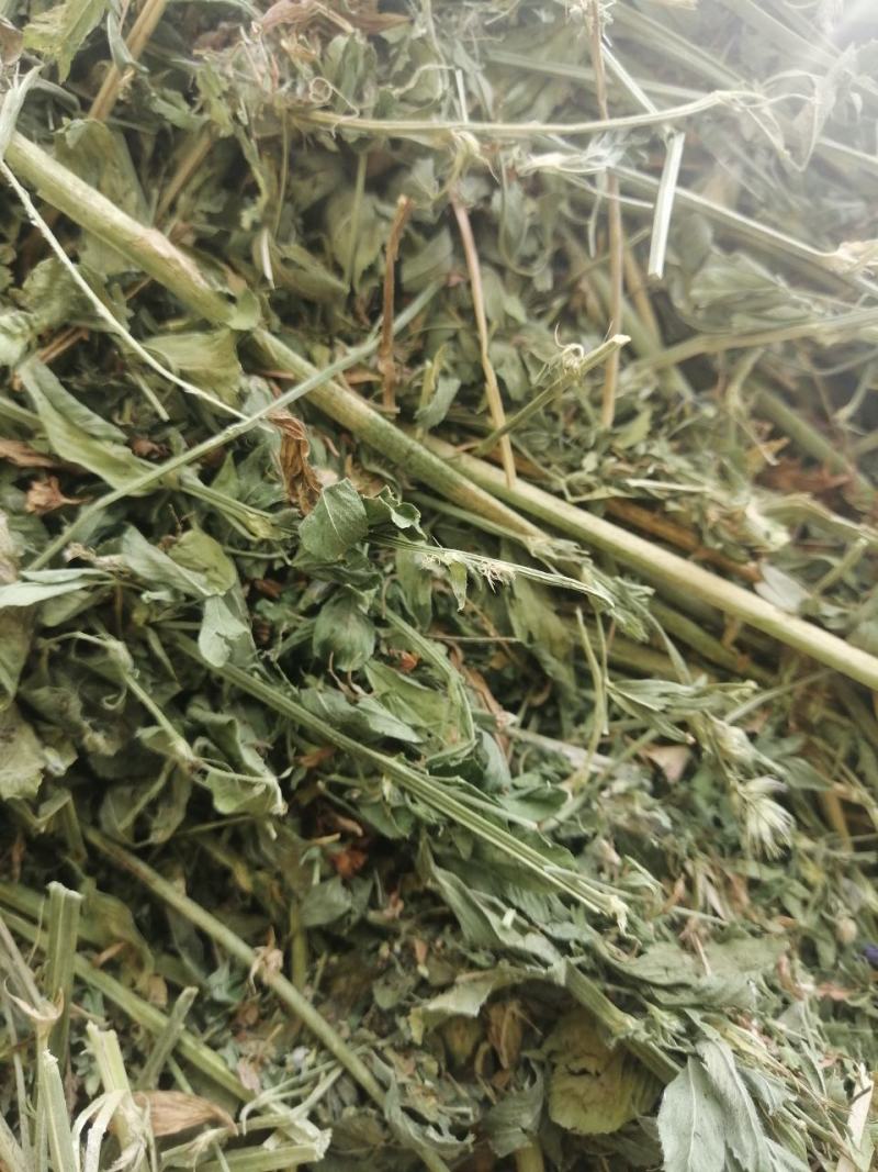 甘肃玉门头茬大捆苜蓿草产地直销国产优质苜蓿草大捆