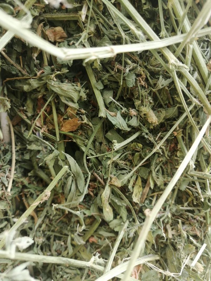 甘肃玉门头茬大捆苜蓿草产地直销国产优质苜蓿草大捆