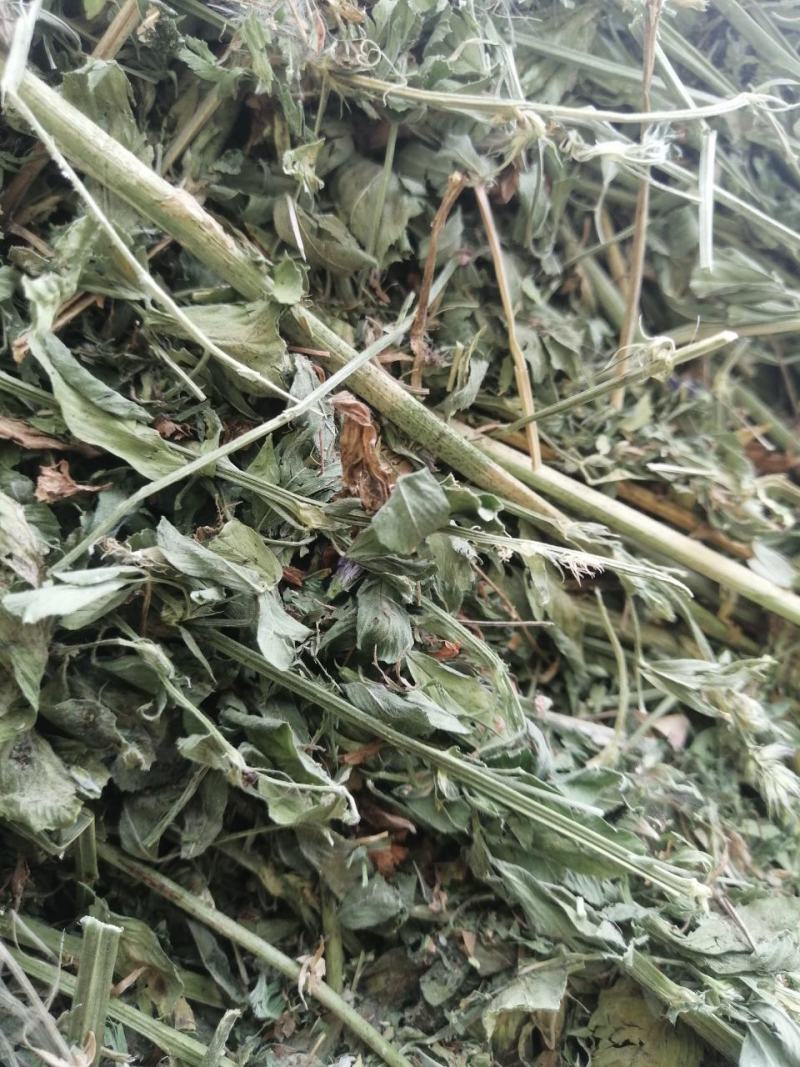 甘肃玉门头茬大捆苜蓿草产地直销国产优质苜蓿草大捆