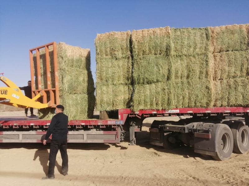 甘肃玉门头茬大捆苜蓿草产地直销国产优质苜蓿草大捆
