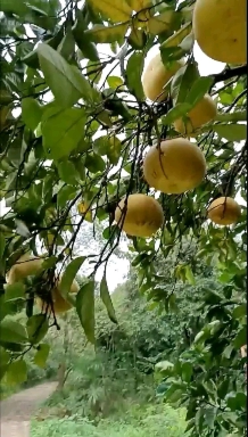 重庆梁平柚大量批发价格便宜需要柚子的欢迎来购