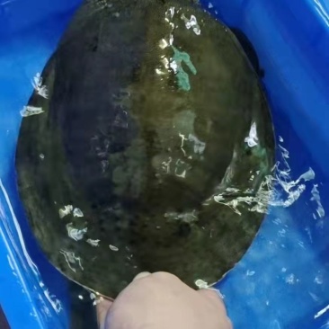 （基地直发）量大从优江西南丰旺平精品稀有黑花甲鱼欢迎