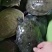 （基地直发）量大从优江西南丰旺平精品稀有黑花甲鱼欢迎