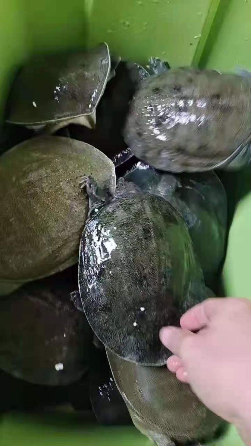 （基地直发）量大从优江西南丰旺平精品稀有黑花甲鱼欢迎
