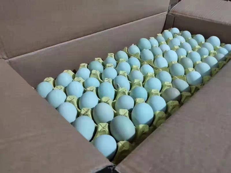 480枚毛重52-53斤精品绿蛋，产地直发，量大更优