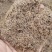 粉黛乱子草种籽毛芒乱子草花海粉米利庭院多年生观赏四季播网