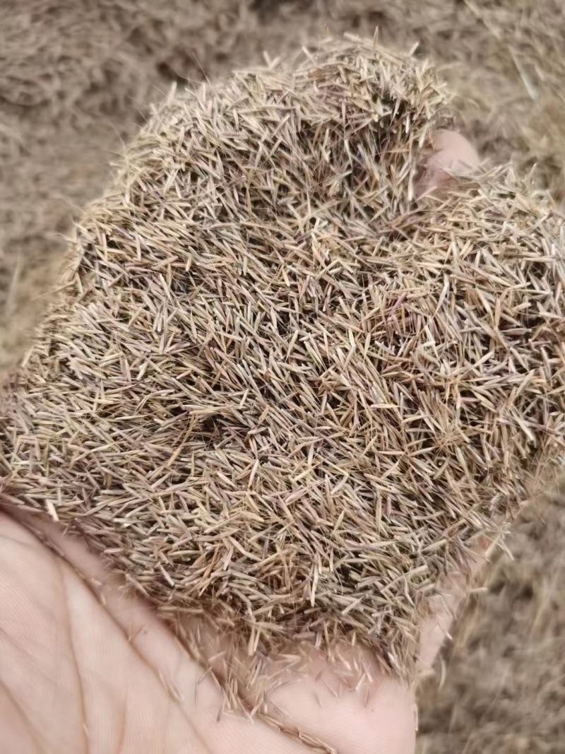 粉黛乱子草种籽毛芒乱子草花海粉米利庭院多年生观赏四季播网