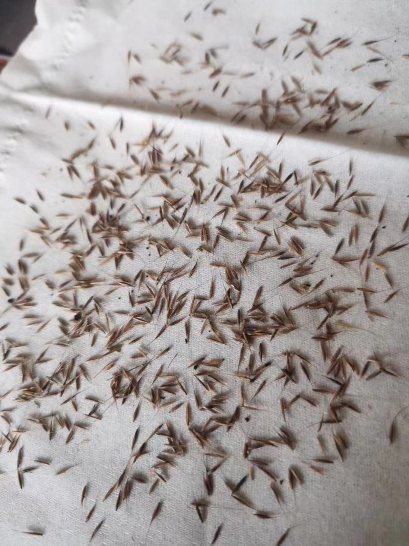 粉黛乱子草种籽毛芒乱子草花海粉米利庭院多年生观赏四季播网