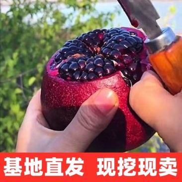 黑籽石榴树苗纯甜无渣抗寒能力非常好吃提供技术指导