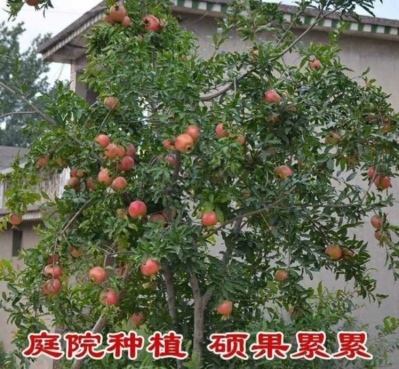 黑籽石榴树苗纯甜无渣抗寒能力非常好吃提供技术指导