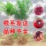 黑籽石榴树苗纯甜无渣抗寒能力非常好吃提供技术指导