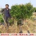 黑籽石榴树苗纯甜无渣抗寒能力非常好吃提供技术指导