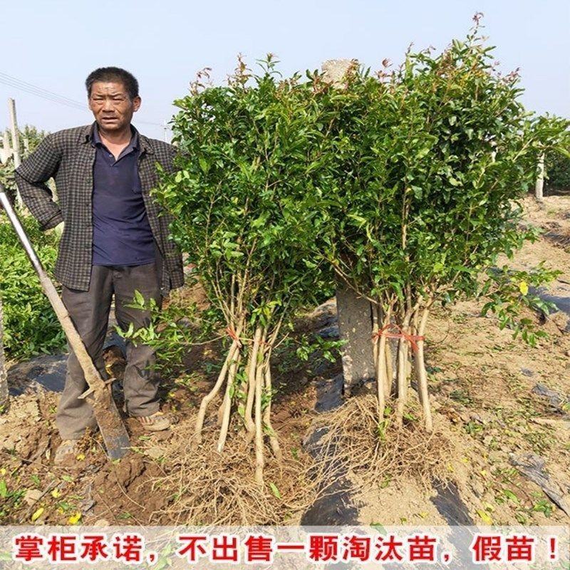 黑籽石榴树苗纯甜无渣抗寒能力非常好吃提供技术指导